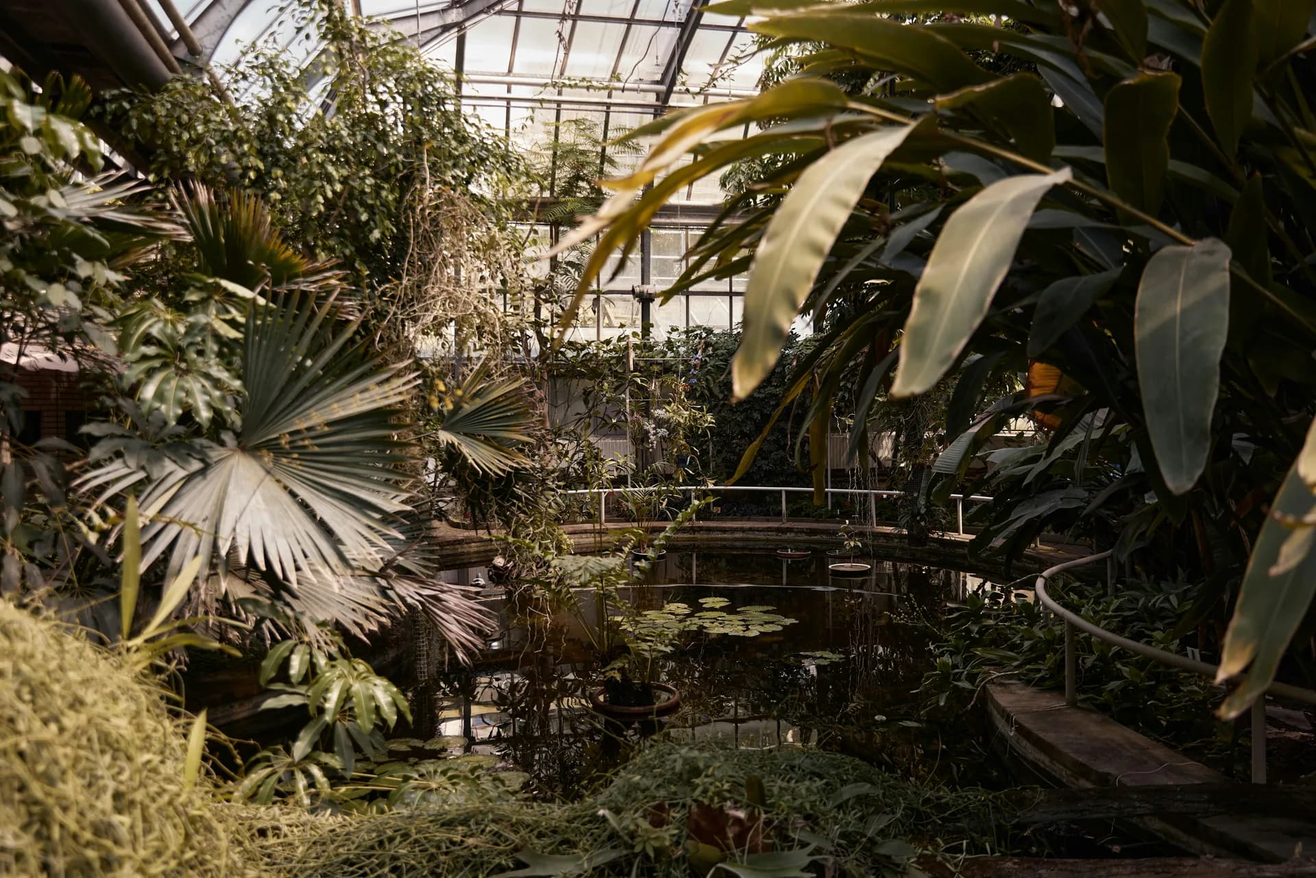 The interior of a shadowed botanical conservatory